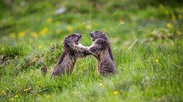 Vorsaison-Big Five - Wildtiersafari