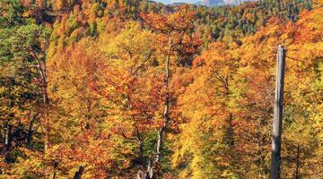 Das verlassene Tal - vom Bergbaugebiet zum Weltnaturerbe