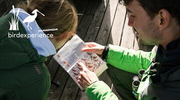 Warum sind Vögel cool?