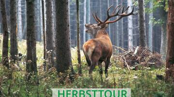 Unterwegs zur Hirschbrunft