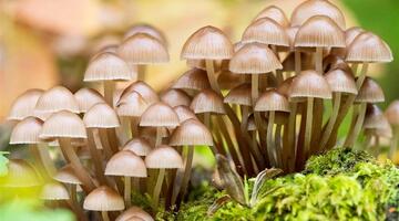 Von Stachelbart und Judasohr