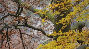 Waldlandschaften gekonnt inszenieren 26.- 27.10.