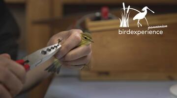 Vogelberingung im Nationalpark