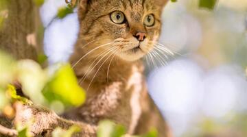 Wildkatzen-Nachtwanderung