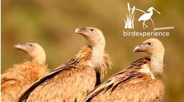 Dehesa, Pseudosteppe und Hochgebirge - Spaniens Naturlandschaften und ihre Vogelwelt