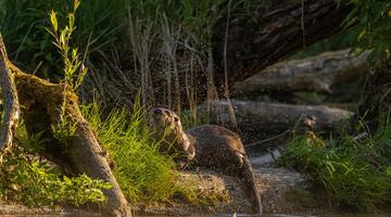 Schwarzstorch im Morgengrauen
