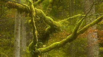 "Wilde Wälder" - Fotowanderung im Frühling I