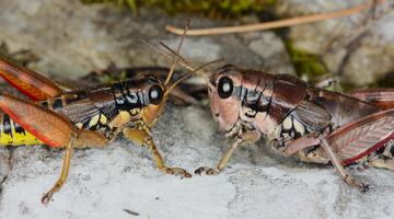 Zwischen Himmel und Halm - Libellen und Heuschrecken im Nationalpark Kalkalpen