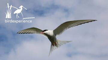 Flugkünstler in Not – Fluss- und Küstenseeschwalben zwischen Wattenmeer und dem Burgenland
