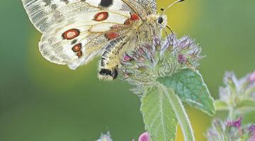 Naturfotografie „vor der Haustüre"