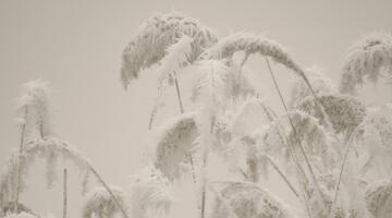 Winter im Nationalpark