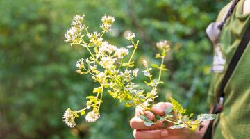 Jubiläums-Kräuterfest
