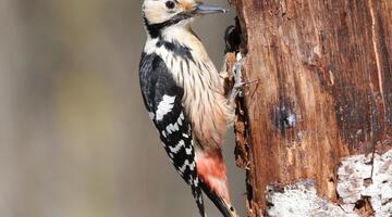 Vogelparadies Buchenwald
