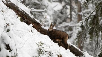 Gams Exklusiv Tour zur Tierfotografie