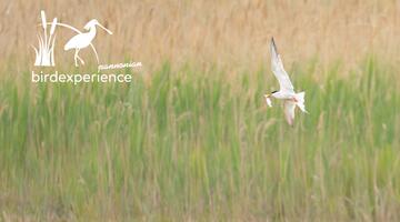 Die Flussseeschwalbe – Brutvogel dynamischer Feuchtgebiete - AUSGEBUCHT