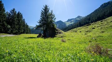In das Weichselbachtal