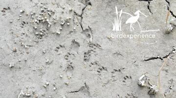 Tierspuren und Gewölle