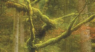 Fotokurs - Wilde Wälder - mit Matthias Schickhofer - Sommer