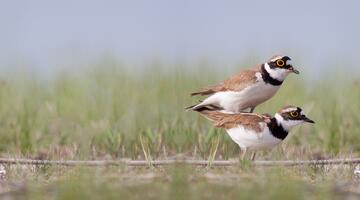 Vögel im Nationalpark
