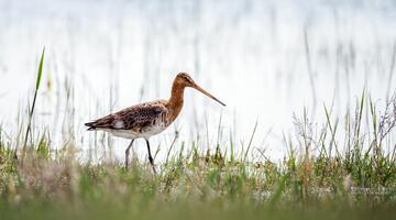 Grenzenlos: Der Naturraum Neusiedler See - E-Biketour