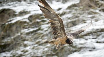 Magische Naturschätze im Matreier Tauerntal