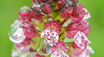 Heimische Orchideen