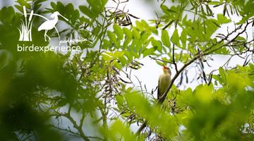 Konzert am frühen Morgen - Erwachen im Schilf