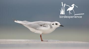 Bestimmung von "schwierigen" Arten - AUSGEBUCHT