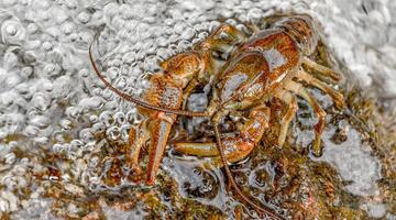 Leben unter Wasser - Forschungstour