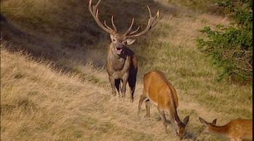Hirschbrunft im Nationalpark erleben