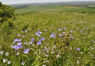 Blühender Trockenrasen mit Lein (Dernberg, Weinviertel, Niederösterreich), im Hintergrund Ebene mit Ferlder und Hecken