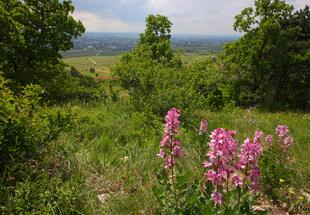 blühender Diptam in der Thermenregion Wienerwald