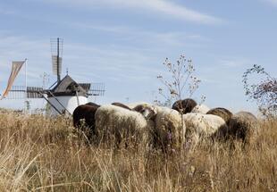 Schafe beweiden die Trockenrasen vor der Windmühle in Retz