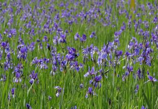 Feuchtwiese mit blau-violetten Blüten der Sibirischen Schwertlilie