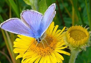 Hauhechel-Bläuling auf gelber Blume