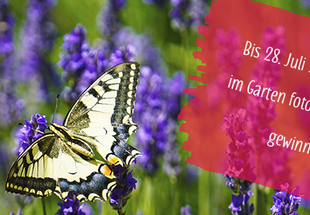 Zeig' her deinen Schmetterlingsgarten-Aktion.
