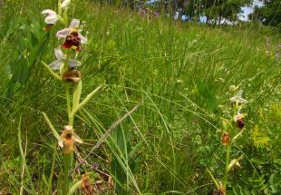 Hummel-Ragwurzen im Trockenrasen