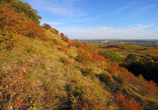 Heferlberg in Pfaffstätten