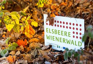 Schild "Elsbeere Wienerwald"