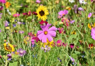 Blumenwiese
