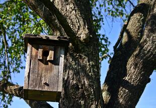 Vogelhaus bei Baum