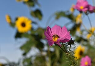 FlowerPower im Salzburger Land