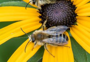 Hosenbienen auf Rudbeckia-Blüte