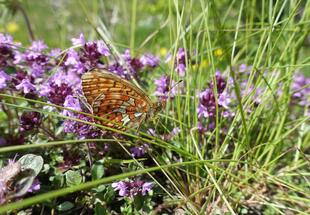 Silberfleck-Perlmuttfalter (Boloria euphrosyne) 