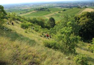 Blick vom Heferlberg in Pfaffstätten