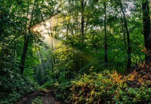 Wald-Wildnis