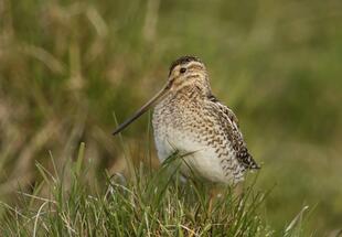 Die Bekassine braucht baumarme, große Feuchtflächen um dort erfolgreich brüten zu können.