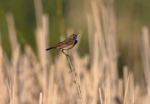 Ein singendes Blaukehlchen-Männchen in der Projektfläche anno 2011 