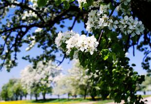 Birn-Baum-Blüte in der Streuobstwiese 