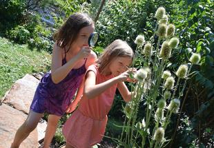 Kinder beim Betrachten von Insekten